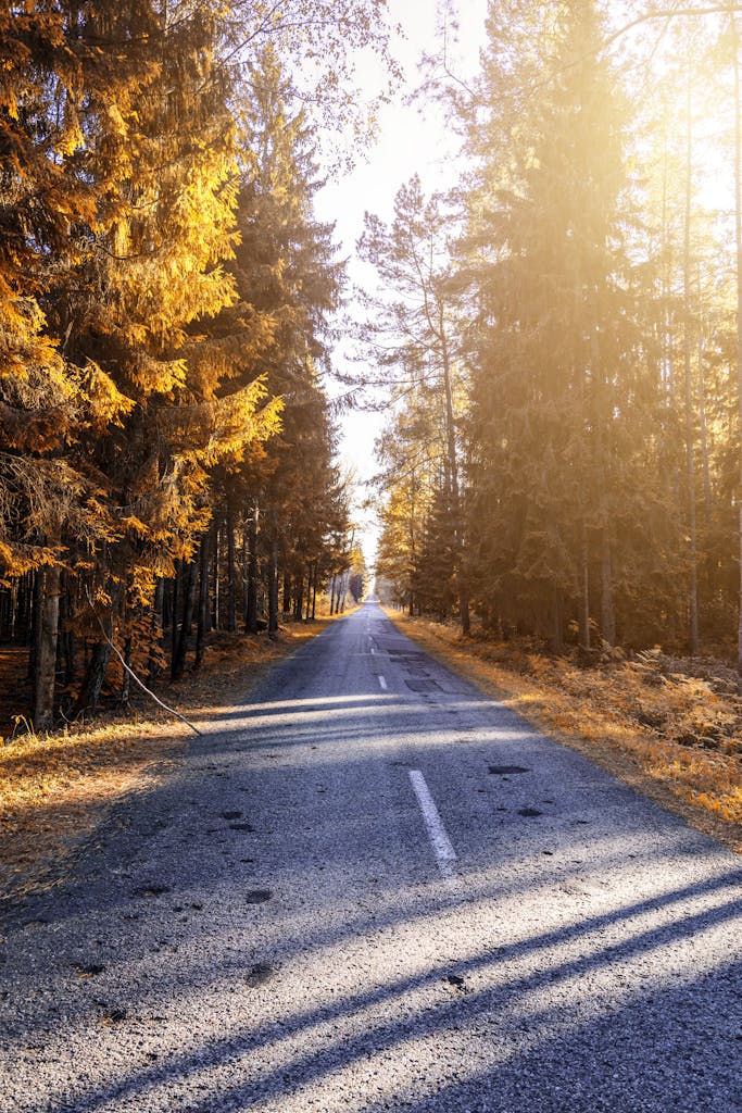 Serene country road surrounded by vibrant autumn foliage and sunlight filtering through trees.